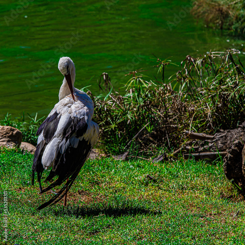 white stork in the nest