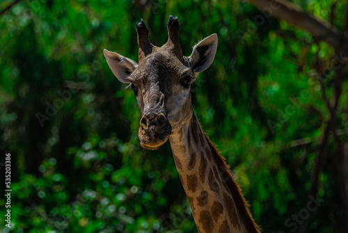portrait of a giraffe close up © AlexTow