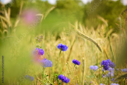 Cornflowers and other wild flowers and spikes seen through blurry herbs at the meadow in Ile-de-France  France. Forest at background. Rural beautiful landscape. Biodiversity and ecology concepts.