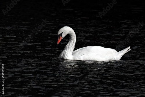 Swan on the water