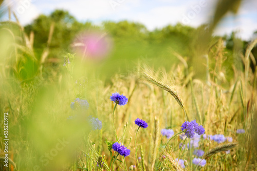 Cornflowers and other wild flowers and spikes seen through blurry herbs at the meadow in Ile-de-France  France. Forest at background. Rural beautiful landscape. Biodiversity and ecology concepts.