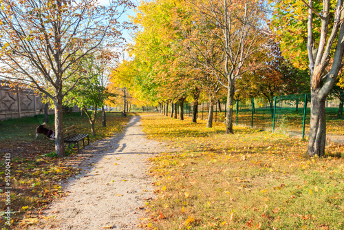 Alley with yellow maple trees in a city park at autumn