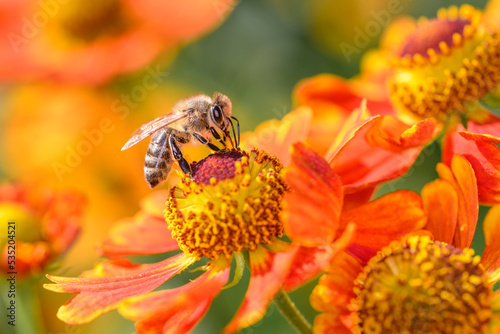 Western honey bee - Apis mellifera - pollinates common sneezeweed - Helenium autumnale