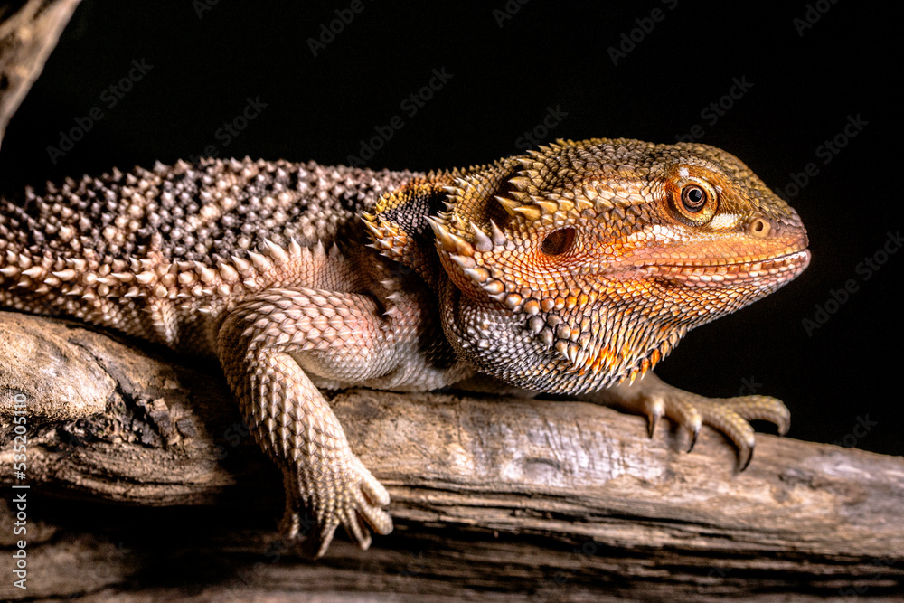 Obraz premium bearded dragon