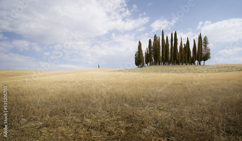 group of cypress trees in val d'orcia, tuscany, italy