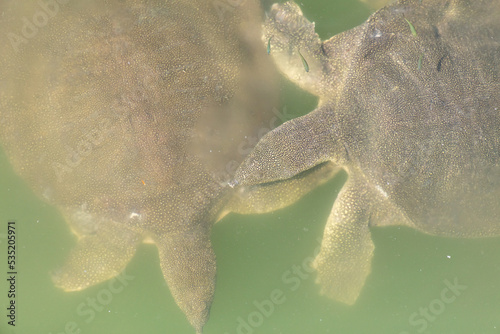 Sea turtles swim on the surface of the water.