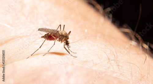 A mosquito drinks blood on human skin.