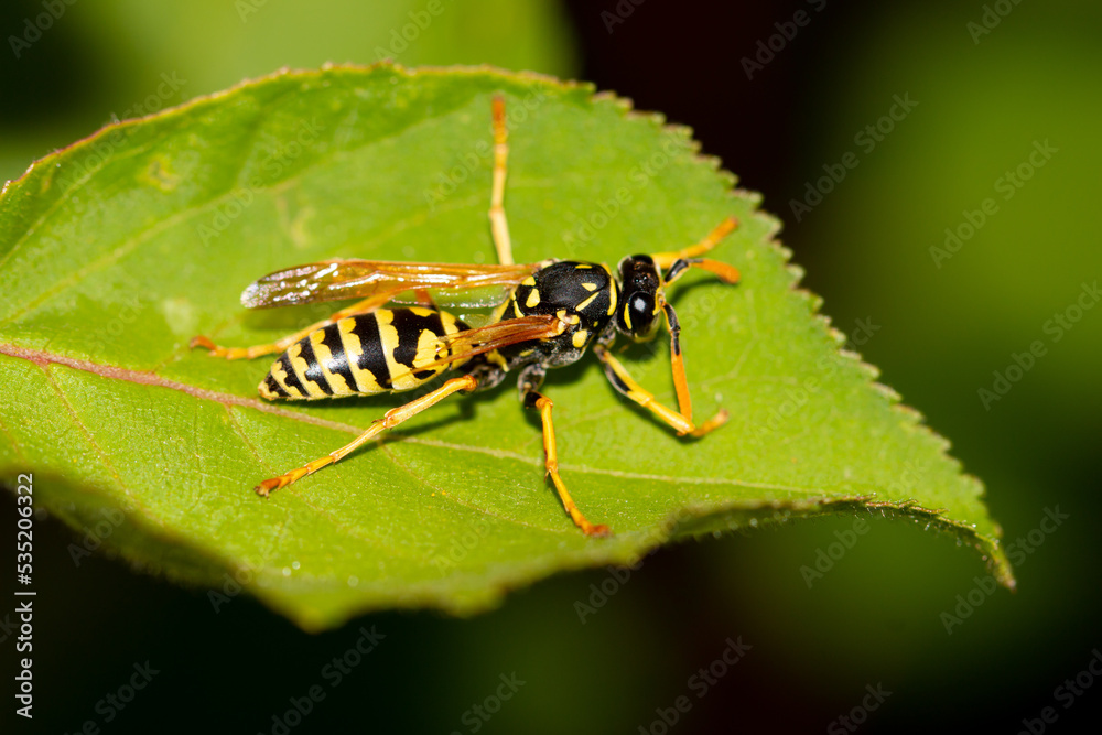 Wasp on a green leaf. Wasp on a green leaf.