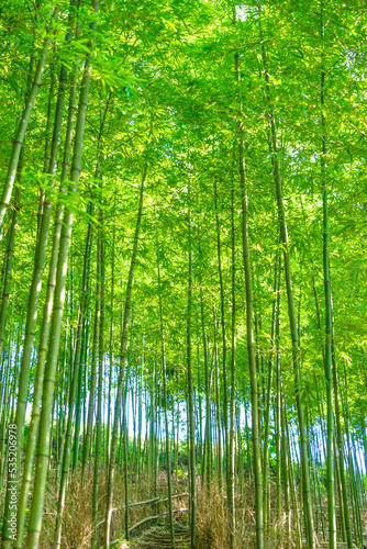 Fototapeta Naklejka Na Ścianę i Meble -  Bamboo forest in Mu Cang Chai, Yen Bai, Vietnam. Beautiful green natural background. Nature and background concept.