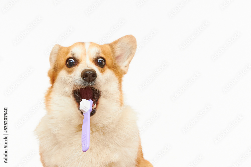 Obraz premium A studio shot of a Pembroke Welsh Corgi dog catching a toothbrush. The dog is highlighted on a white background. Funny dog face. Healthy teeth, dental care.