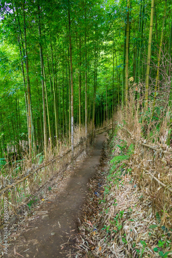 Bamboo forest in Mu Cang Chai, Yen Bai, Vietnam. Beautiful green natural background. Nature and background concept. Bamboo forest in Mu Cang Chai, Yen Bai, Vietnam. Beautiful green natural background. Nature and background concept.
