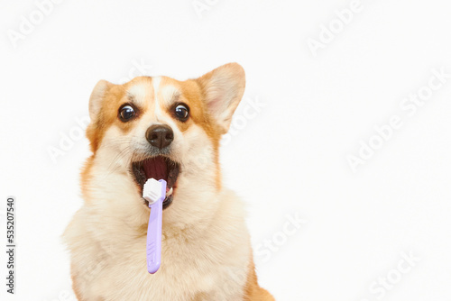 A studio shot of a Pembroke Welsh Corgi dog catching a toothbrush. The dog is highlighted on a white background. Funny dog face. Healthy teeth, dental care.
