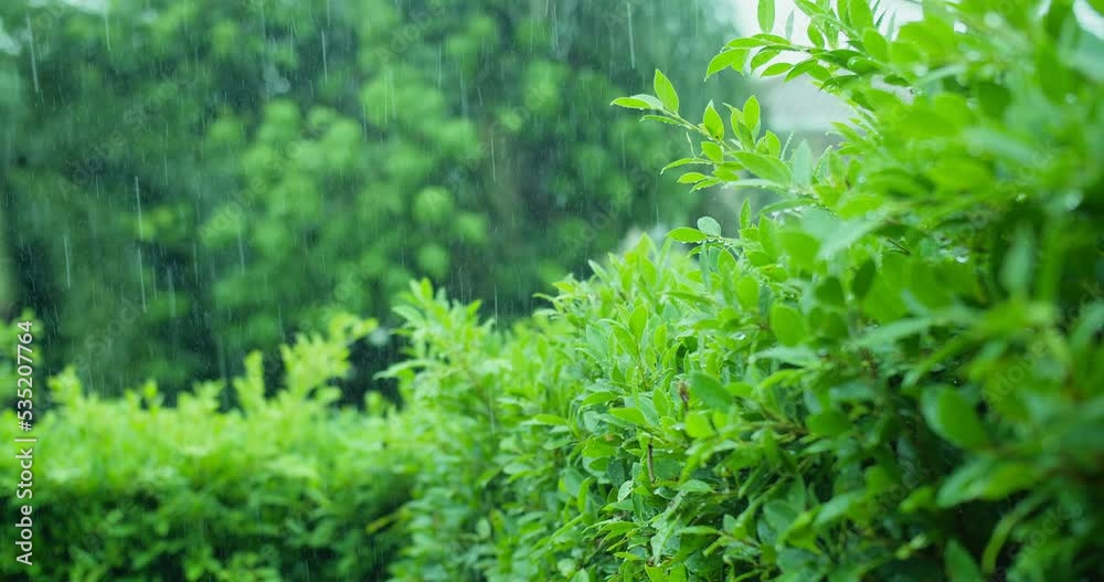 Water rain Drops onto green leaves plant, Raining day in tropical forest, Green nature eco concept
Water rain Drops onto green leaves plant, Raining day in tropical forest, Green nature eco concept