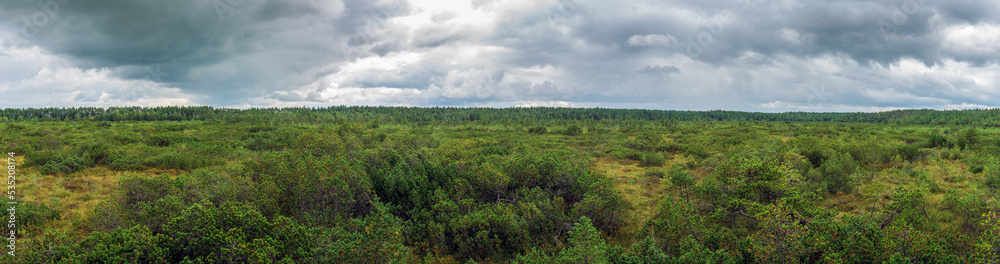 Panorama of the bog overgrown with blackbirds. A vast peat bog in an unspoiled nature reserve. Pine forest