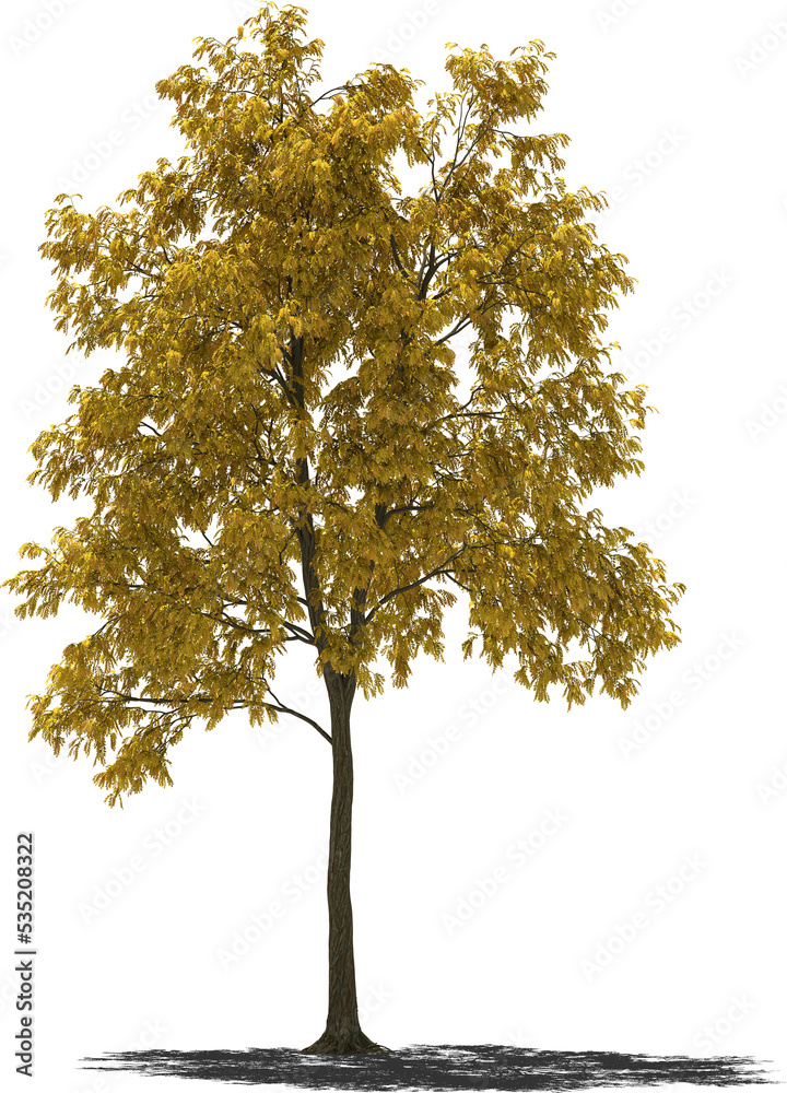robinia autumn tree 2