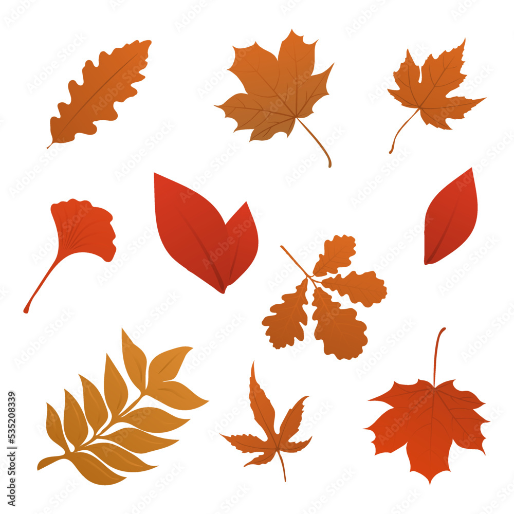 Set of autumn leaves (maple, wild grapes, elm, linden, oak, chestnut tree, rowan, pear) isolated on white Set of autumn leaves (maple, wild grapes, elm, linden, oak, chestnut tree, rowan, pear) isolated on white