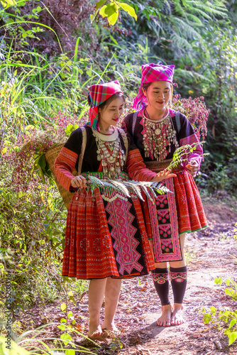 People H'mong ethnic minority with colorful costume dress walking in bamboo forest in Mu Cang Chai, Yen Bai province, Vietnam. Vietnamese bamboo woods. High trees in the forest