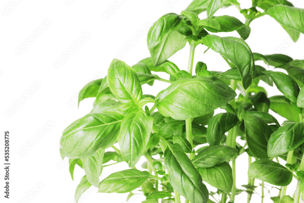 Fresh basil in a pot isolated on white background