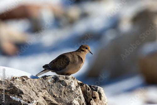 The mourning dove (Zenaida macroura) also known as the American mourning dove, the rain dove, and colloquially as the turtle dove, and was once known as the Carolina pigeon and Carolina turtledove