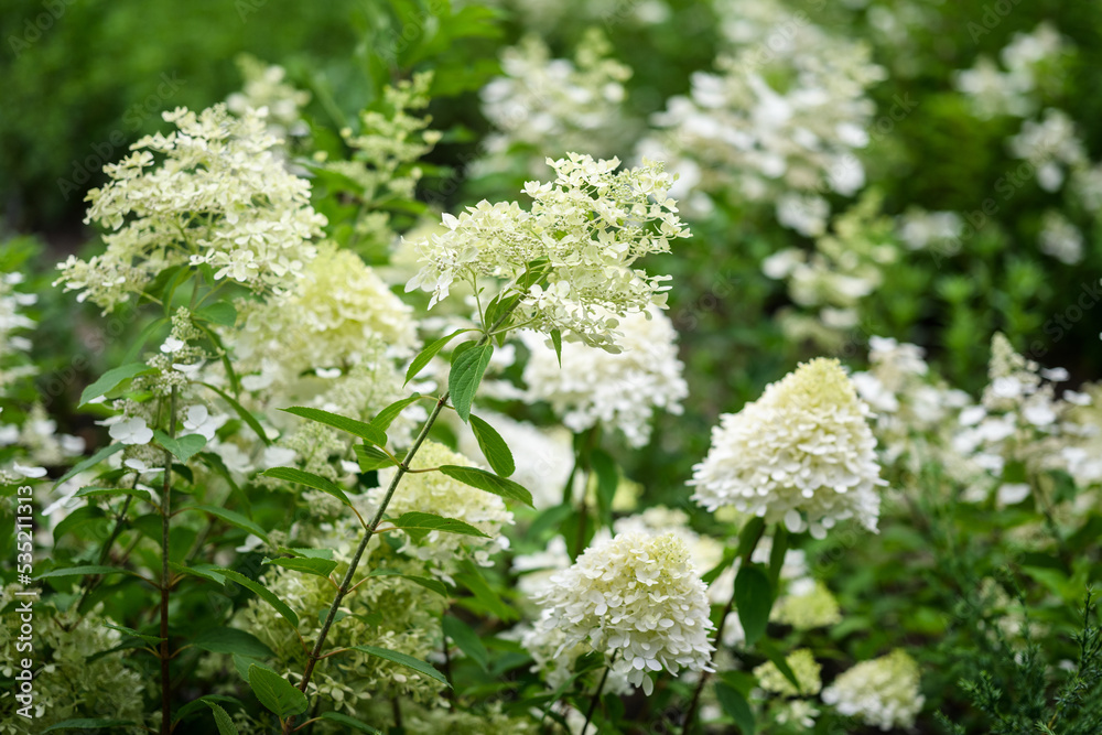 White flowers of hydrangea in the garden. White flowers of hydrangea in the garden.