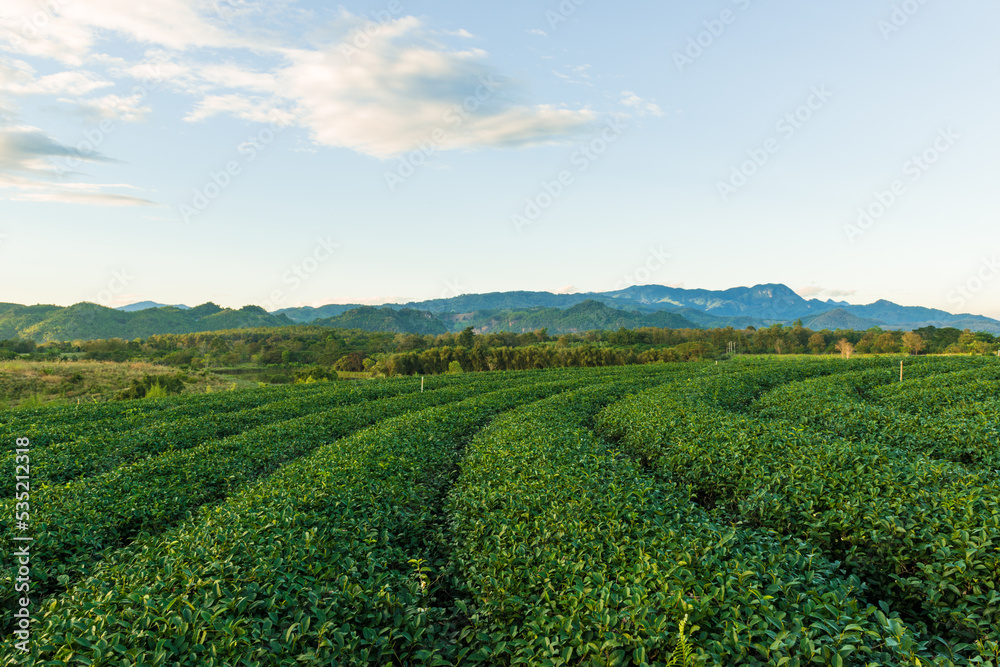 Top view aerial photo of Tea Plantation