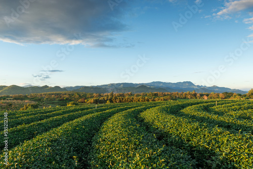 Top view aerial photo of Tea Plantation