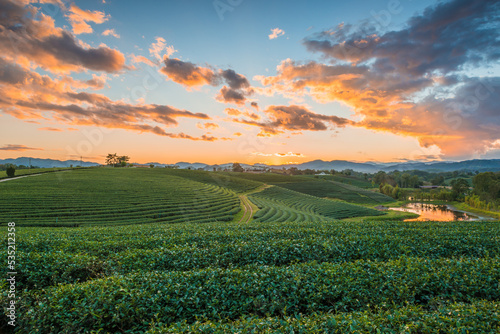 Top view aerial photo of Tea Plantation