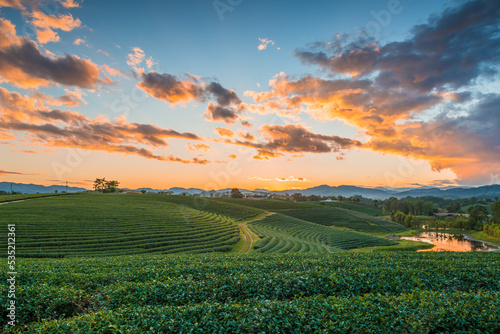 Top view aerial photo of Tea Plantation