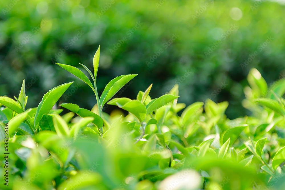 Naklejka premium Green tea leaves
