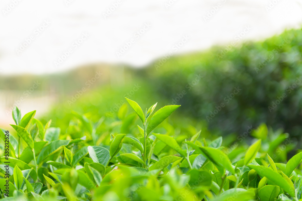 Green tea leaves Green tea leaves