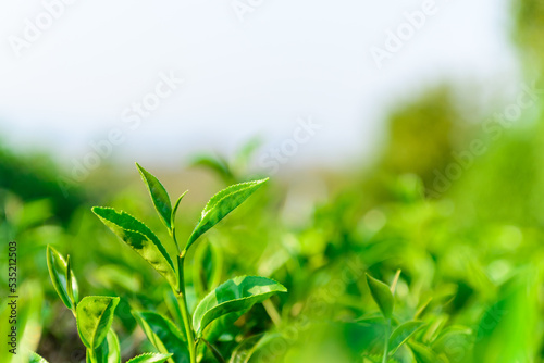 Green tea leaves
