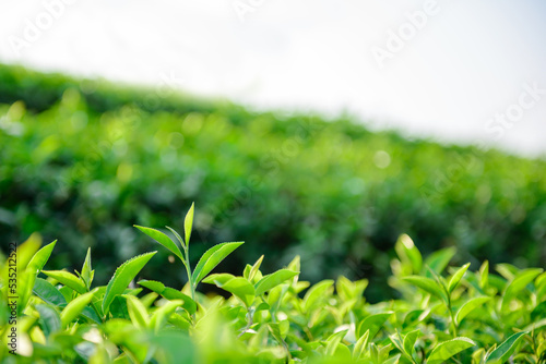 Green tea leaves