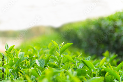 Green tea leaves