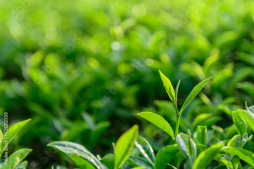 Green tea leaves © surasak