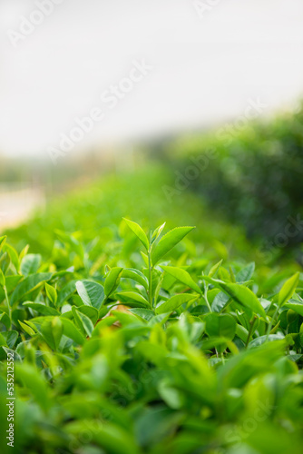 Green tea leaves