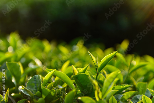 Green tea leaves