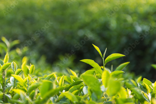 Green tea leaves