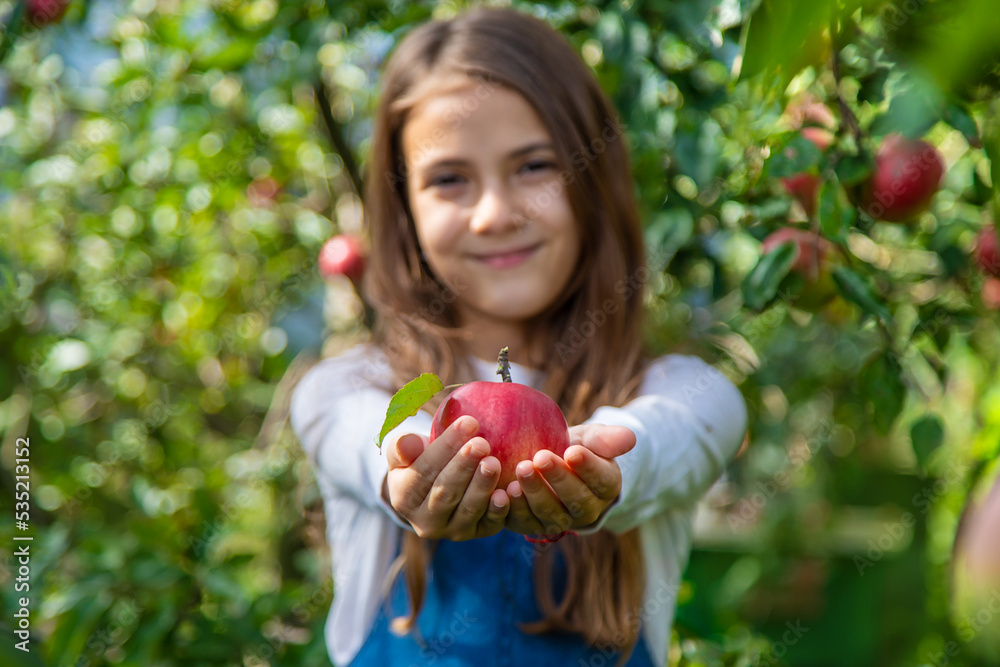 A child harvests apples in the garden. Selective focus. A child harvests apples in the garden. Selective focus.