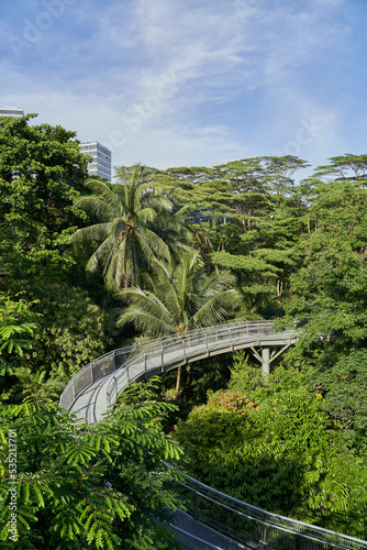 Beautiful vegetation in Singapore botanic gardens photo