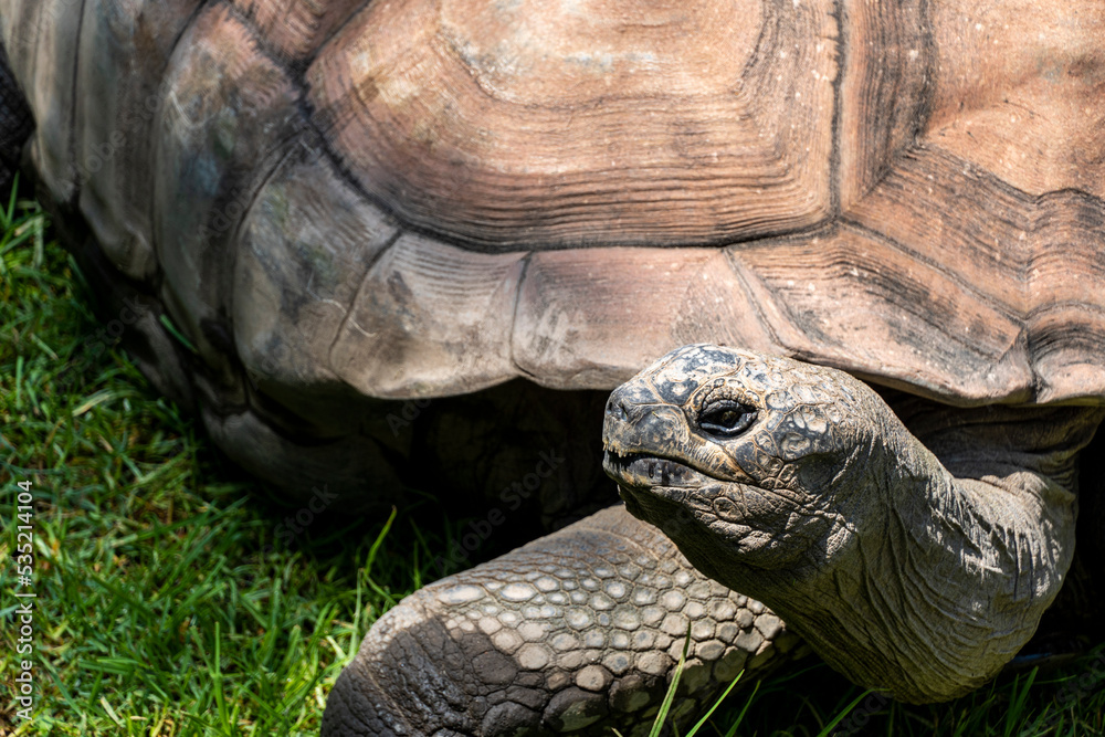 giant tortoise, Aldabrachelys gigantea, foraging for food in the field, resting in the shade of a tree. mexico giant tortoise, Aldabrachelys gigantea, foraging for food in the field, resting in the shade of a tree. mexico