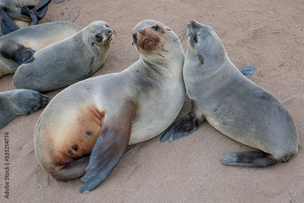 Fototapeta premium sea lion on the beach