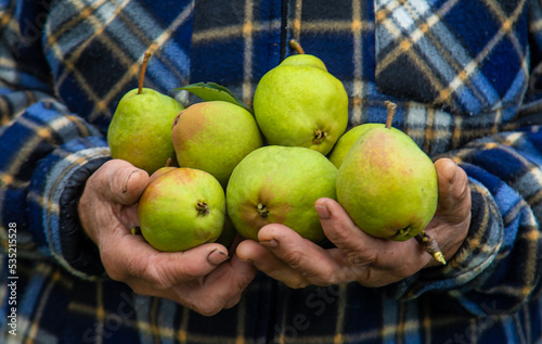 Grandmother harvests pears in the garden. Selective focus.