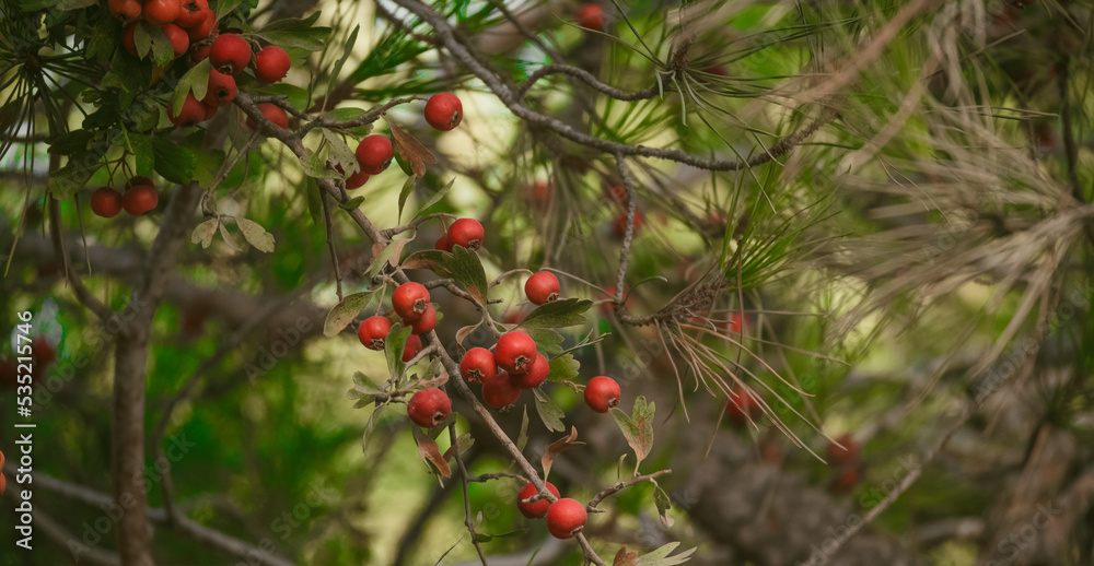 Obraz premium berries in the forest