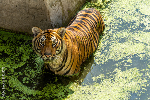 Panthera tigris tigris, bengal tiger looking directly at me, over water with green vegetation, mexico photo