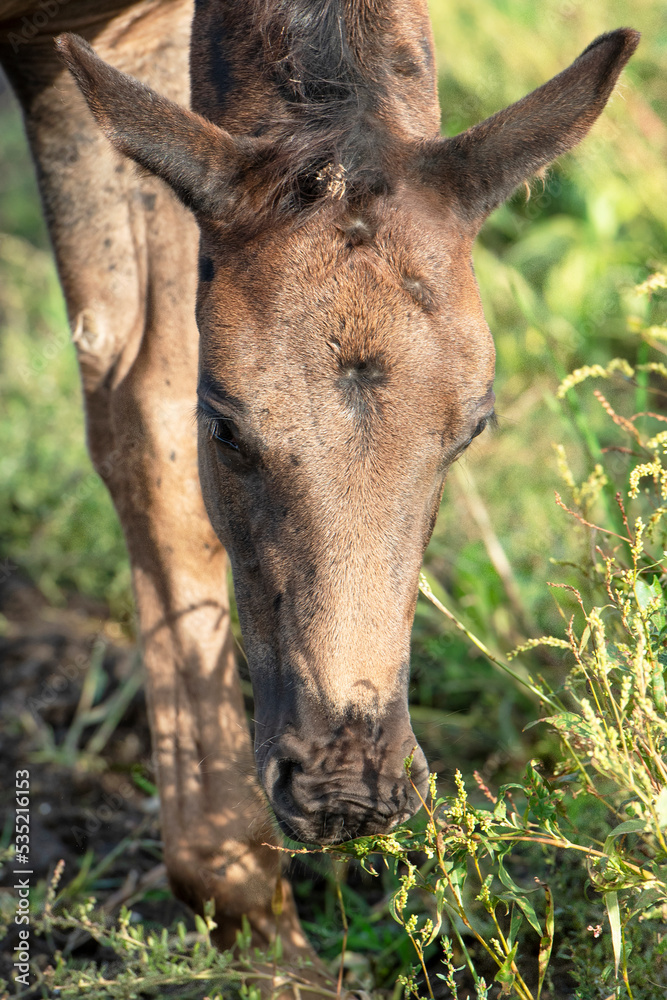  portrait of beautiful black- brown colt grazing at field .  close up. sunny fall day