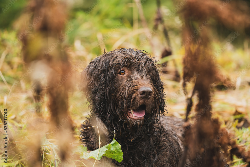 a hunting dog, a pudelpointer, with wet fur is lying down in the grass at a rainy autumn day on the mountains