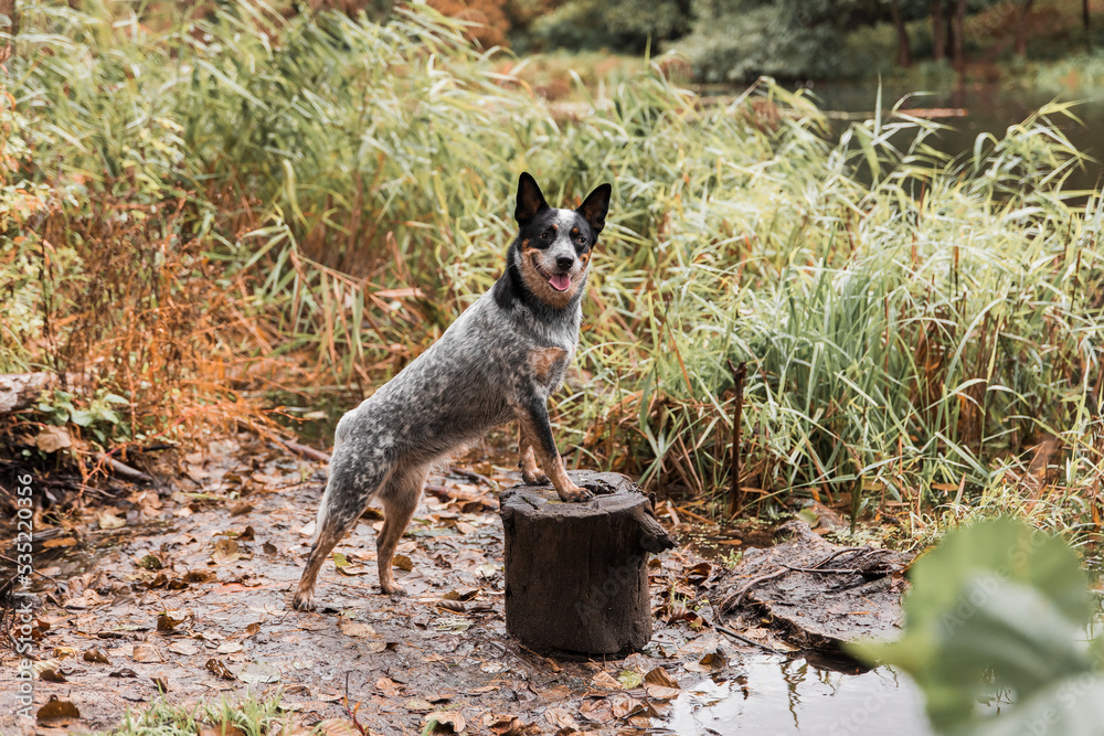 Fototapeta premium dog in nature. Autumn mood. Blue heeler dog in the forest. Australian cattle dog