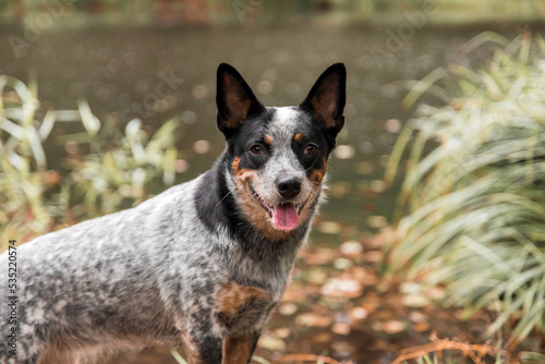 dog in nature. Autumn mood. Blue heeler dog in leaf fall in the forest. Australian cattle dog