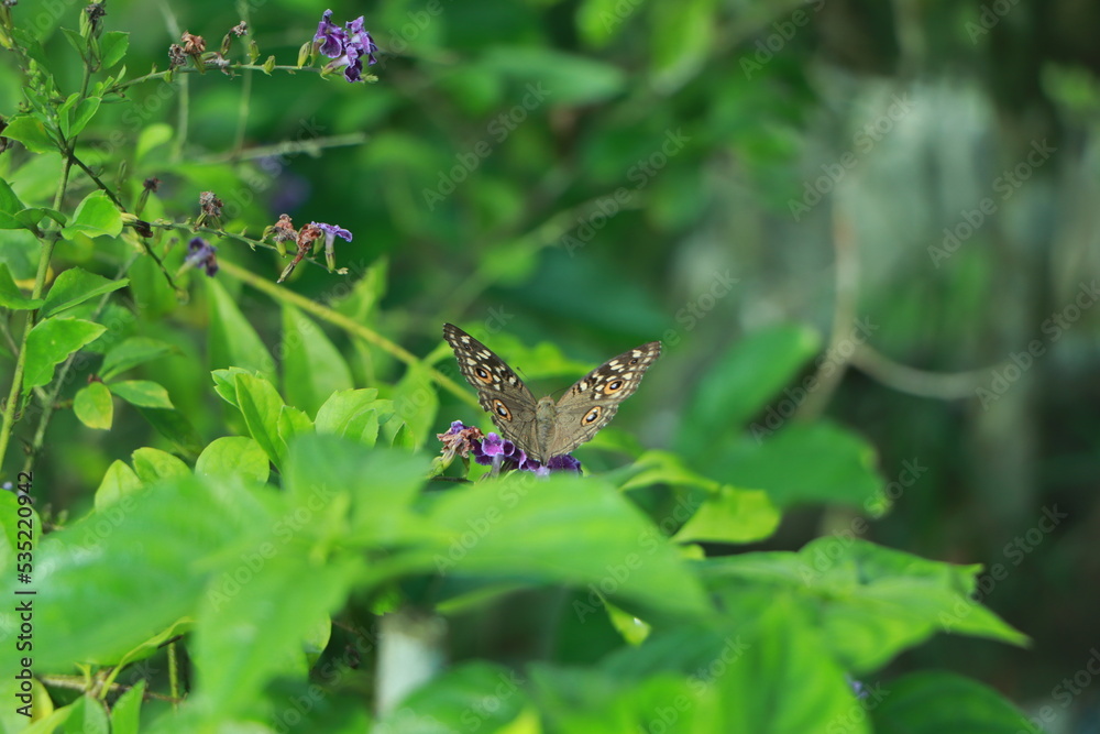 Beautiful colorful tropical butterfly drinking nectar of flowers tropical butterfly garden Beautiful colorful tropical butterfly drinking nectar of flowers tropical butterfly garden