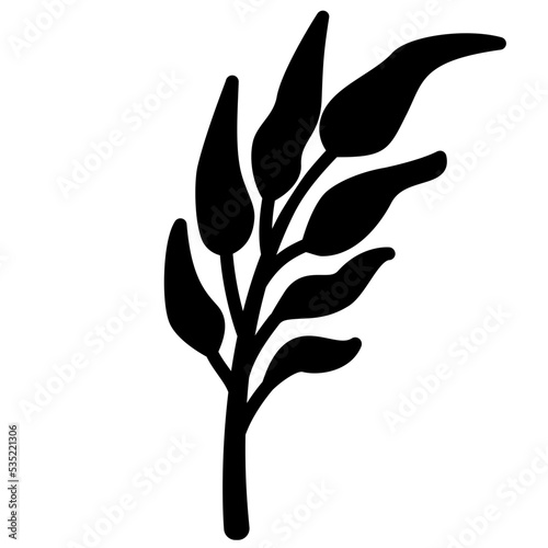 Water spinach